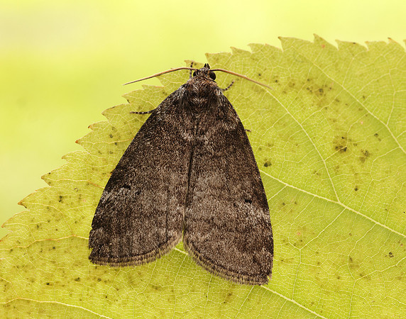 65.013 BF1657 Common Lutestring Ochropacha duplaris