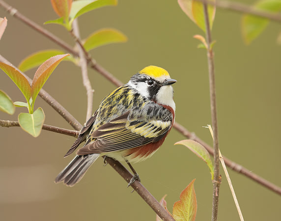 Chestnut-sided Warbler Setophaga pensylvanica