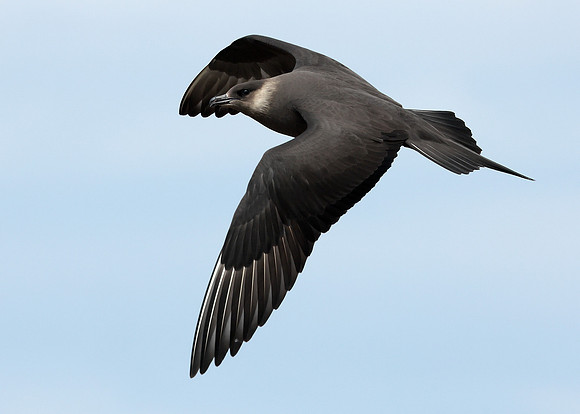 Arctic Skua Stercorarius parasiticus