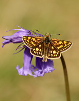 Chequered Skipper Carterocephalus palaemon