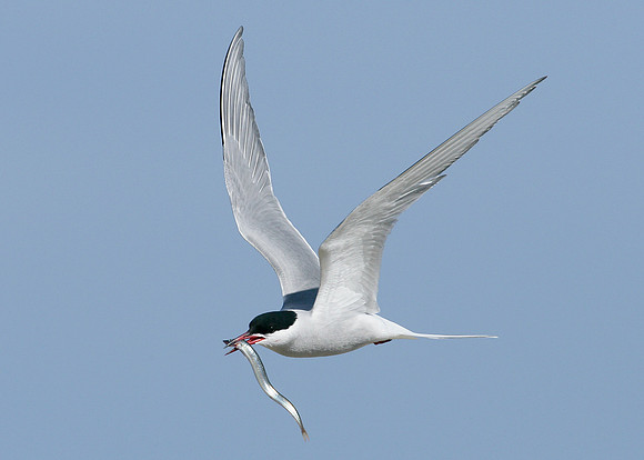 Arctic Tern Sterna paradisaea