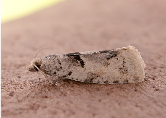 49.254 BF1133 Epinotia bilunana