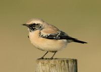Desert Wheatear Oenanthe deserti