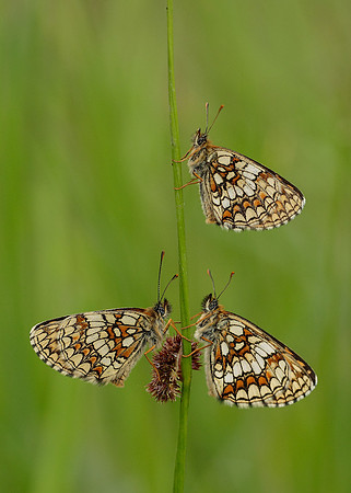 Heath Fritillary Melitaea athalia