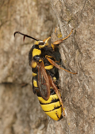 52.002 BF0370 Hornet Moth Sesia apiformis