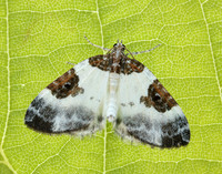 70.084 BF1766 Blue-bordered Carpet Plemyria rubiginata