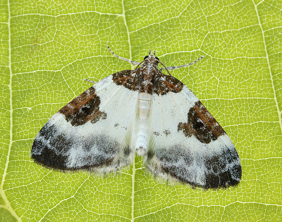 70.084 BF1766 Blue-bordered Carpet Plemyria rubiginata