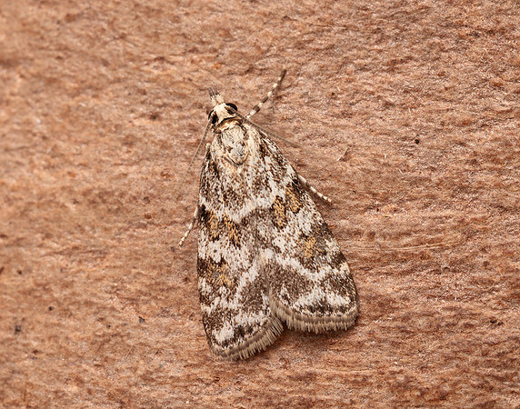 63.066 BF1333 Scoparia pyralella