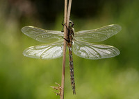 Common Hawker Aeshna juncea