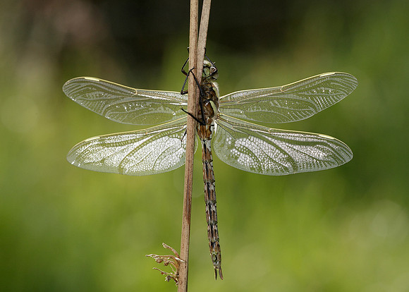 Common Hawker Aeshna juncea
