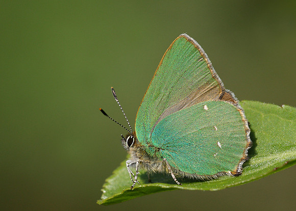 Green Hairstreak Callophrys rubi