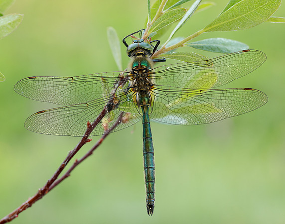 Brilliant Emerald Somatochlora metallica