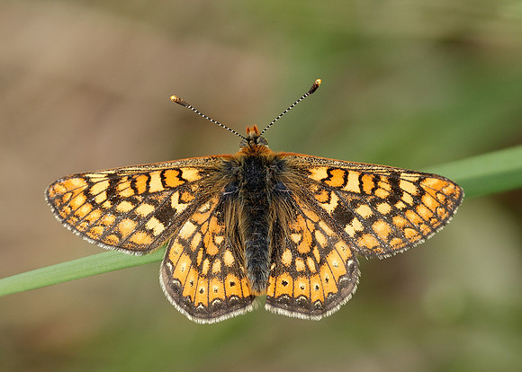 Marsh Fritillary Euphydryas aurinia