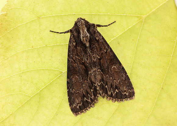 73.162 BF2321 Dark Arches Apamea monoglypha