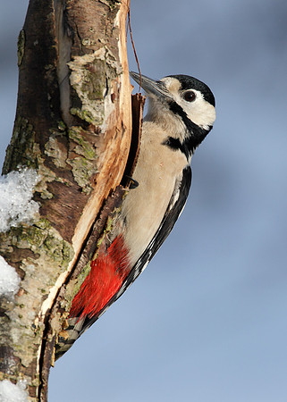Great Spotted Woodpecker Dendrocopus major