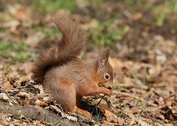 Red Squirrel Sciurus vulgaris