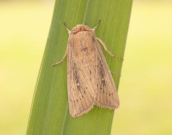 73.302 BF2204 Obscure Wainscot Leucania obsoleta