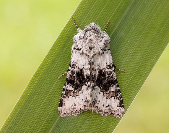 73.279 BF2164 Broad-barred White Hecatera bicolorata