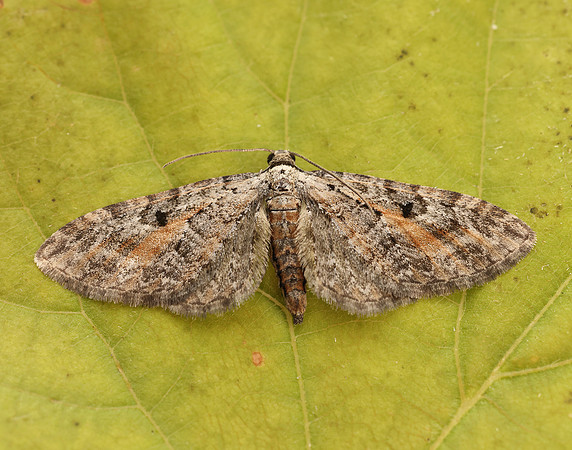 70.187 BF1838 Tawny Speckled Pug Eupithecia icterata