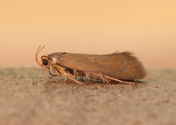 28.014 BF642 Crassa unitella