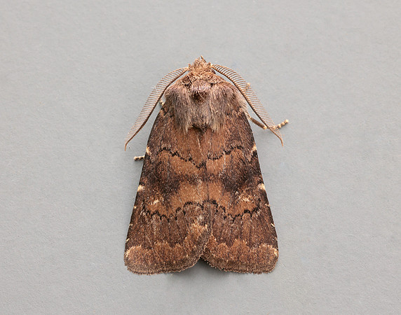 73.102 BF2302 Brown Rustic Rusina ferruginea