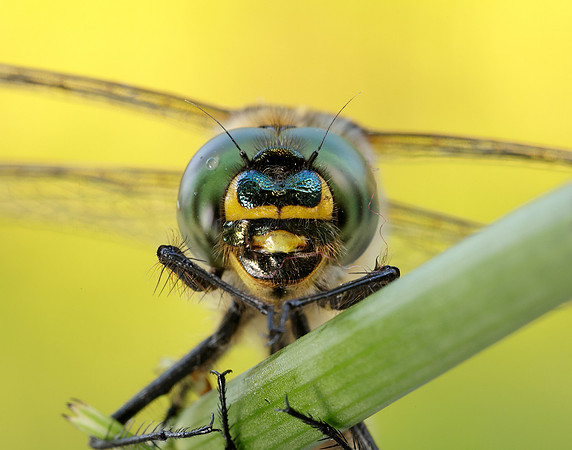 Brilliant Emerald Somatochlora metallica