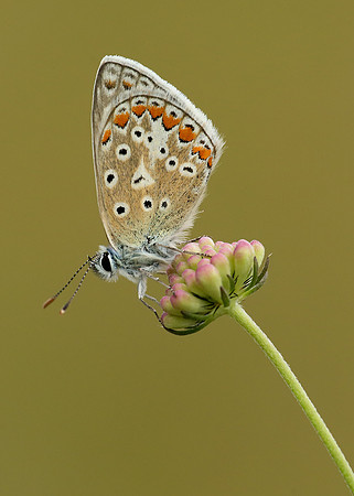 Common Blue Polyommatus icarus