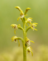 Coralroot Orchid Corallorhiza trifida