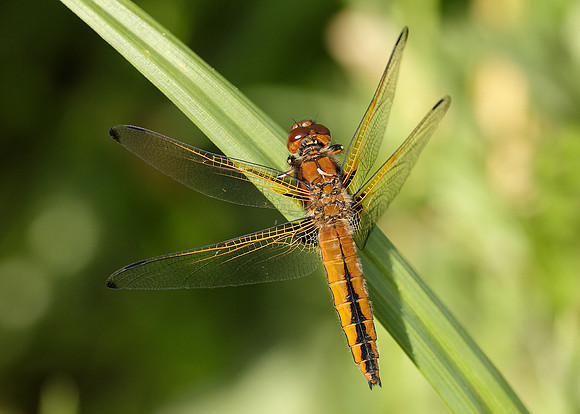 Scarce Chaser Libellula fulva