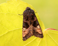 73.113 BF2306 Angle Shades Phlogophora meticulosa