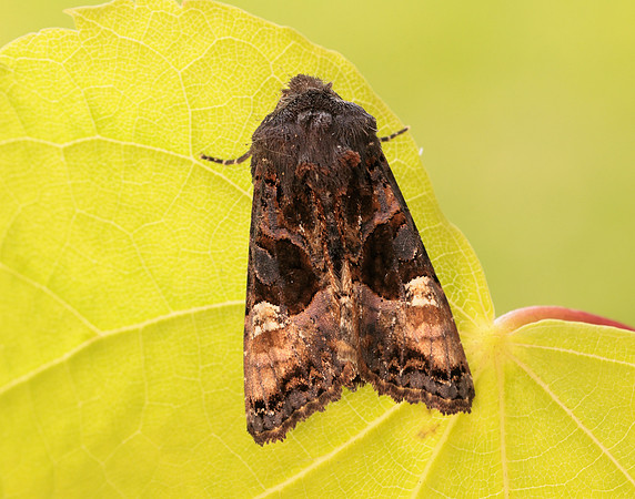 73.113 BF2306 Angle Shades Phlogophora meticulosa
