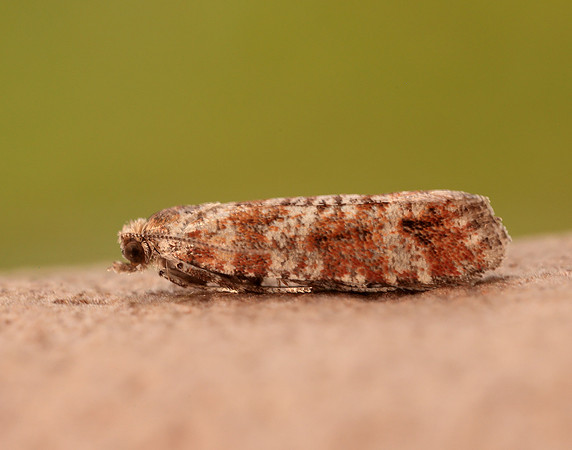 49.307 BF1212 Spotted Shoot Moth Rhyacionia pinivorana