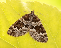 70.086 BF1773 Broken-barred Carpet Electrophaes corylata