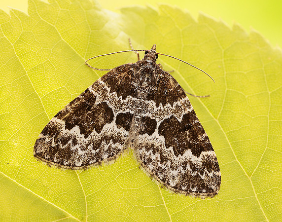 70.086 BF1773 Broken-barred Carpet Electrophaes corylata