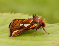 73.023 BF2440 Lempke's Gold Spot Plusia putnami