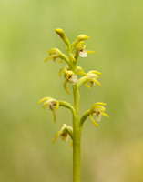 Coralroot Orchid Corallorhiza trifida