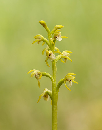 Coralroot Orchid Corallorhiza trifida
