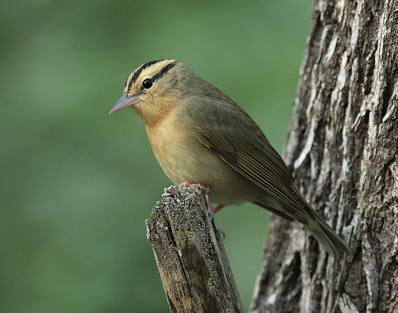 Worm-eating Warbler Helmitheros vermivorum