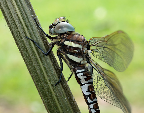 Common Hawker Aeshna juncea