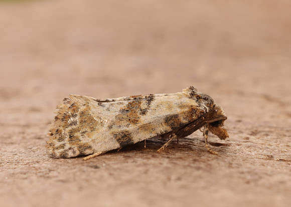 49.138 BF964a Neocochylis molliculana