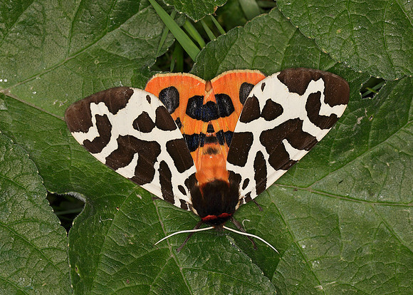 72.026 BF2057 Garden Tiger Arctia caja