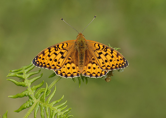 Dark Green fritillary Argynnis aglaja
