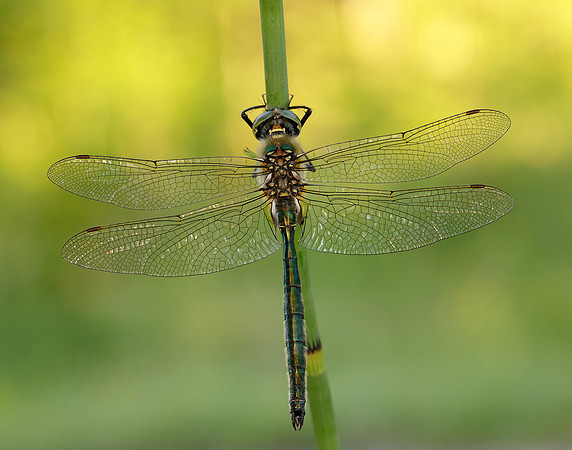 Brilliant Emerald Somatochlora metallica