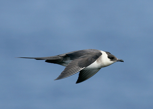 Arctic Skua Stercorarius parasiticus