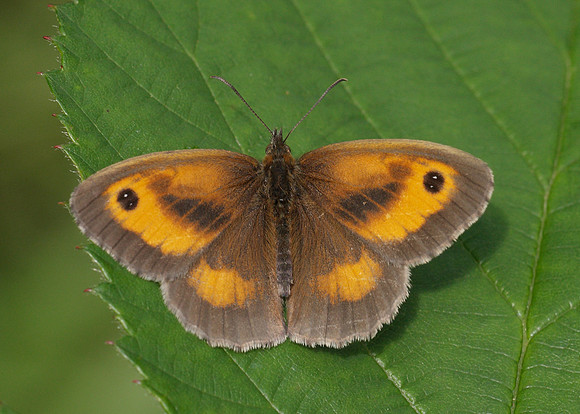 Gatekeeper Pyronia tithonus