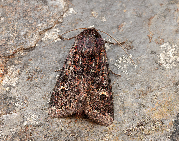 73.167 BF2324 Northern Arches Apamea exulis