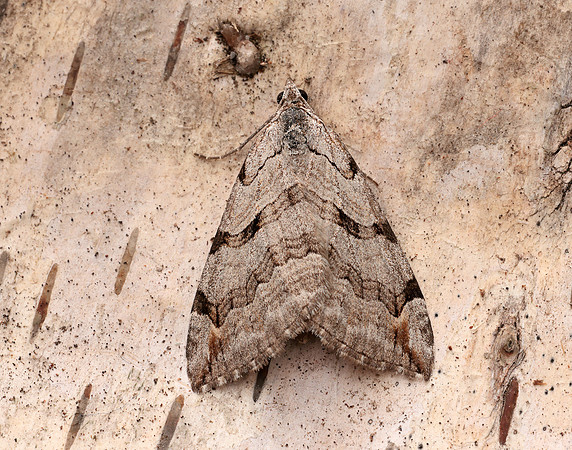 70.192 BF1867 Treble-bar Aplocera plagiata