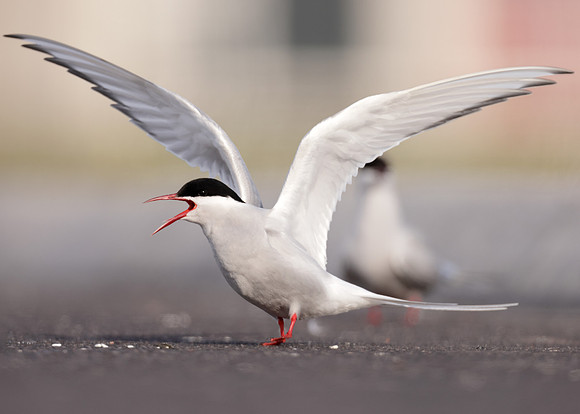 Arctic Tern Sterna paradisaea