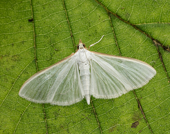 63.048 BF1408 Palpita vitrealis