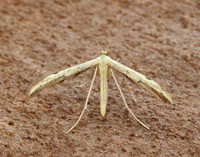 45.043 BF1517 Hemp-agrimony Plume Adaina microdactyla